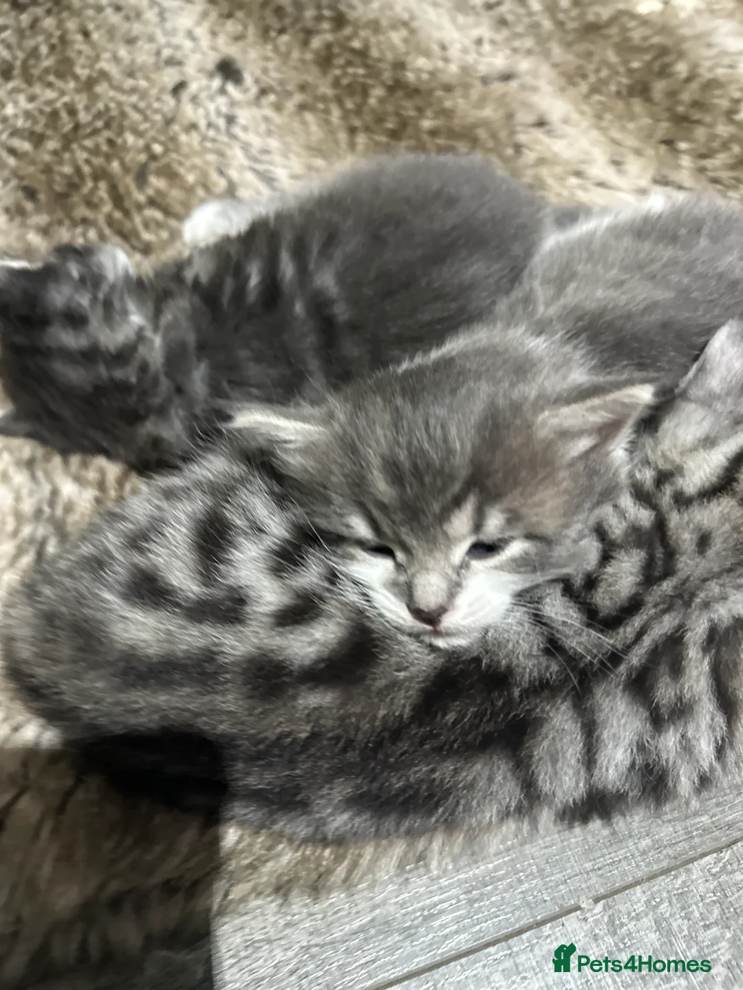 Nebelung cats for sale: 1 Nebulung female and Male 1 Bengal mix in Edgware - Advert 2