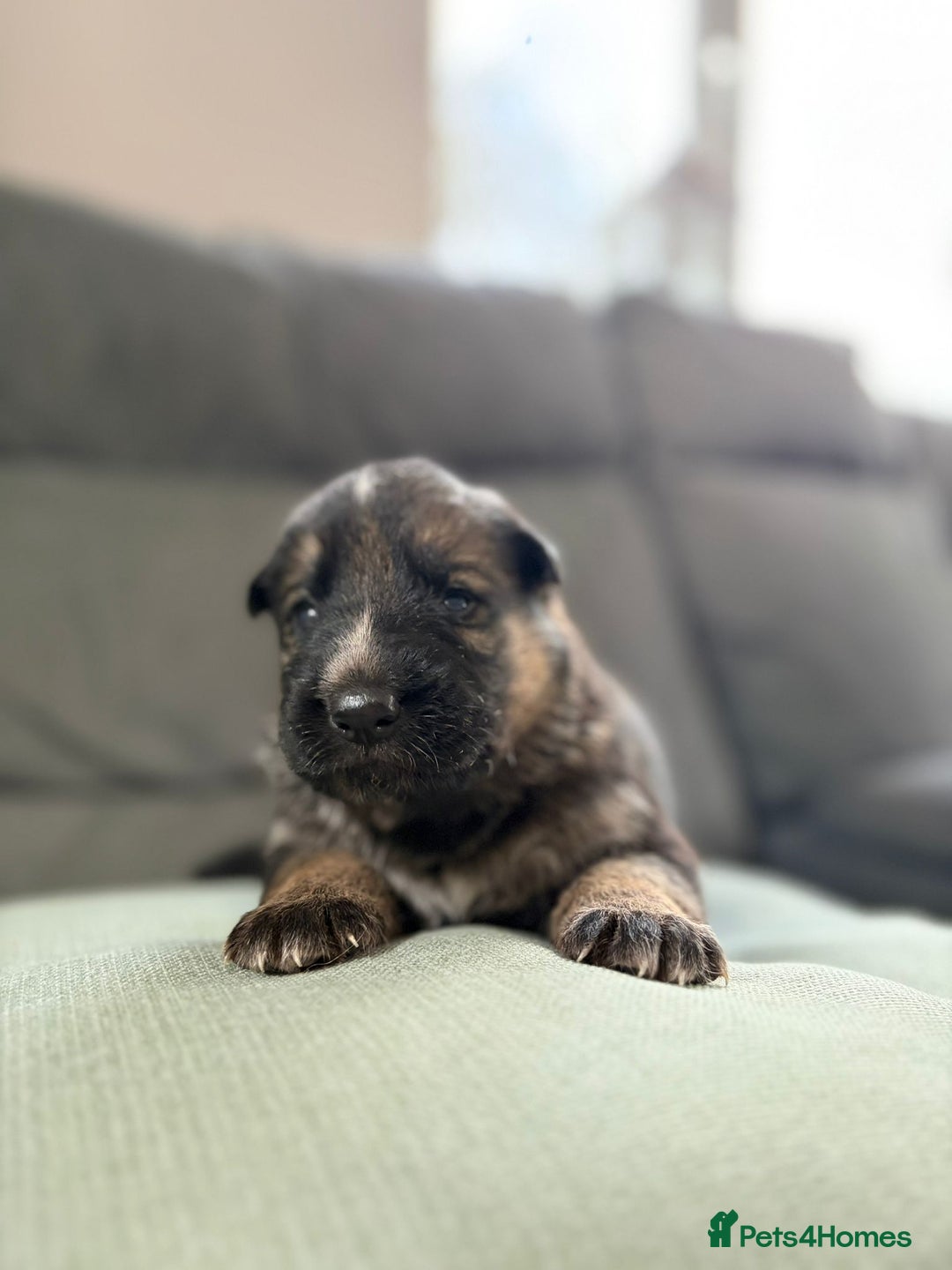 German Shepherd dogs for sale: German shepherd puppies  - Advert 19