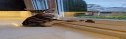 Mixed Breed cats for sale: Beautiful tabby cat in Colchester - Advert 5