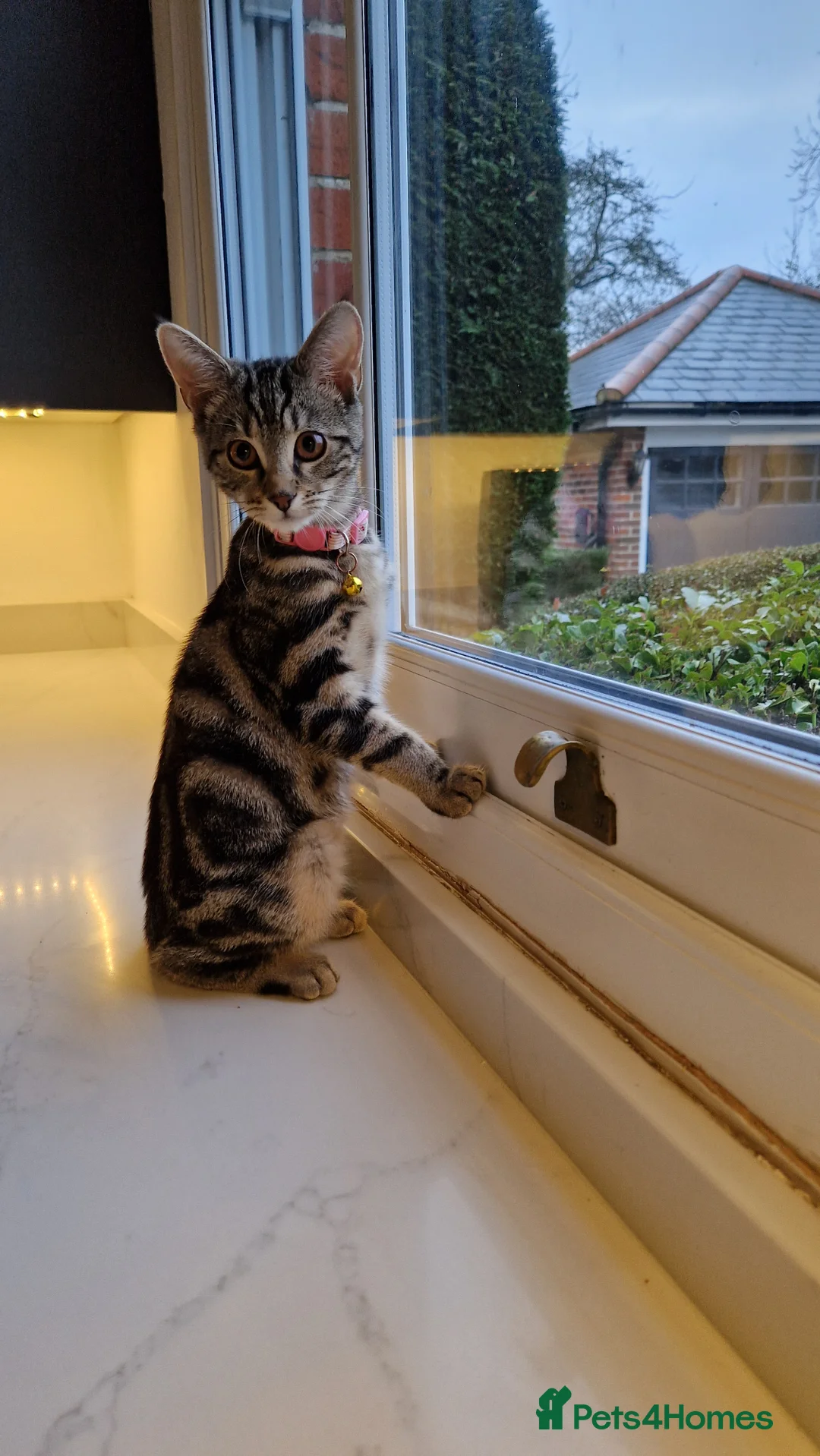 Mixed Breed cats for sale: Beautiful tabby cat in Colchester - Advert 5