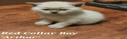 British Shorthair cats for sale: ⭐️ Exceptional GCCF registered kittens ⭐️ in Abertillery - Advert 3