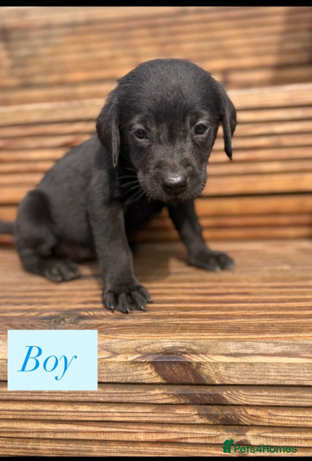 Labrador Retriever dogs for sale: Labrador puppy’s  - Image 5