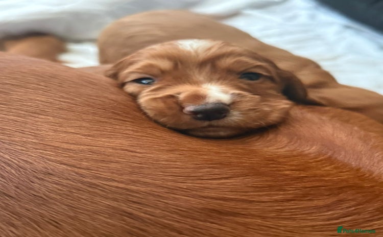 Cocker Spaniel dogs - Advert 1