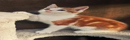 Mixed Breed cats for sale: 2 Ginger Male kittens ready for new home now! in West Drayton - Advert 6