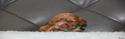Cocker Spaniel dogs for sale: Kc Reg Show Type Cocker Spaniel  Health Tested - Advert 32