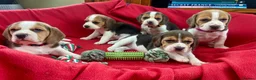 Beagle dogs for sale: Beautiful Beagle puppies for sale  - Advert 2