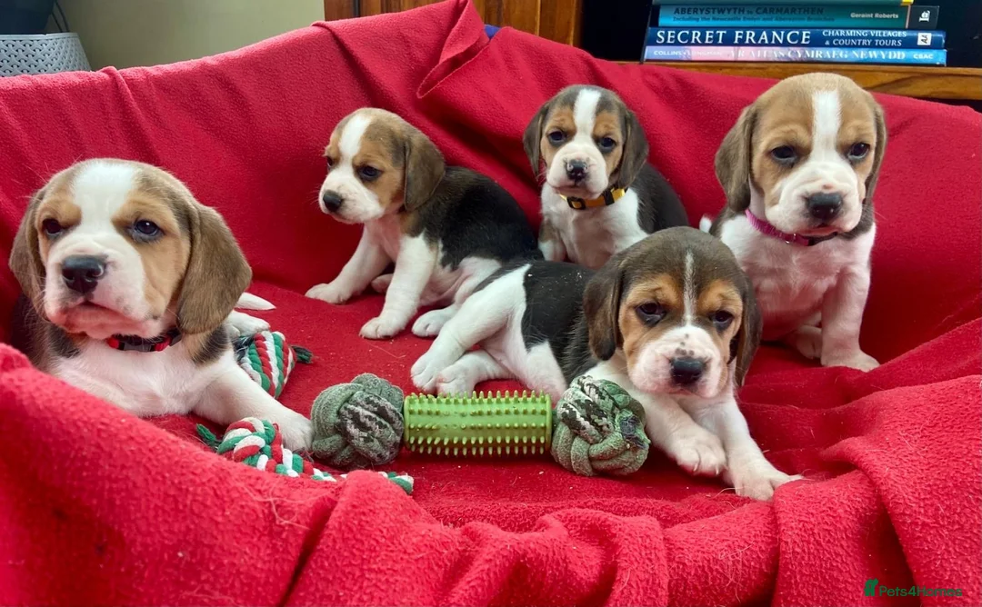 Beagle dogs for sale: Beautiful Beagle puppies for sale  - Advert 2