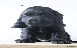 Cocker Spaniel dogs for sale: Kc registered show cocker spaniels  - Image 1