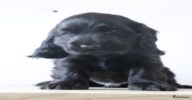Cocker Spaniel dogs - Advert 3