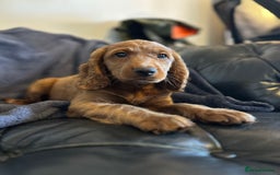 Cockapoo dogs for sale: 5 Gorgeous F2 Cockapoo Puppies Remaining!! 🐶 - Image 12