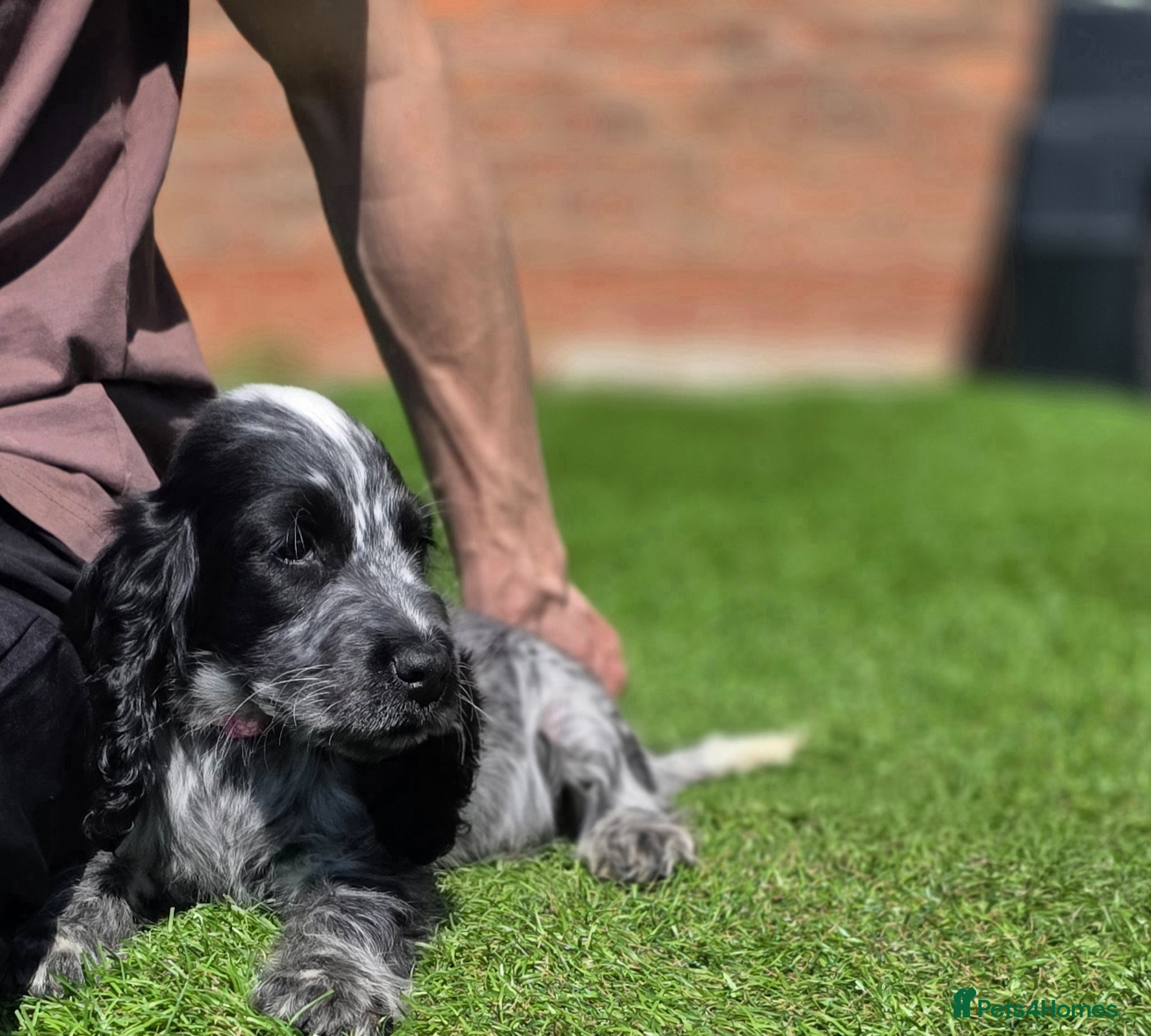 Cocker Spaniel dogs  Kc reg show cocker ready to leave  - Advert 7