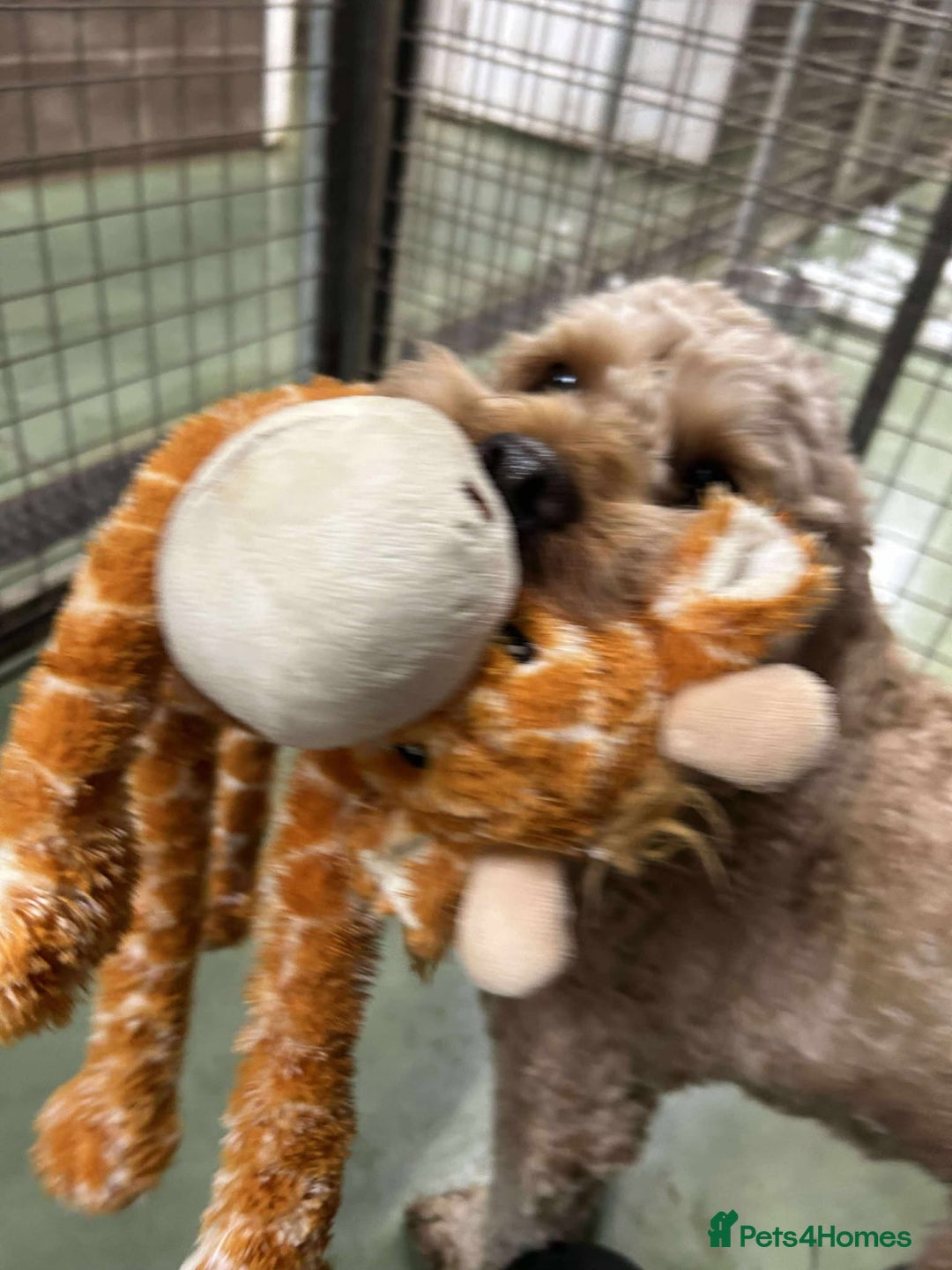 Cockapoo dogs for adoption: JACK  - Advert 3