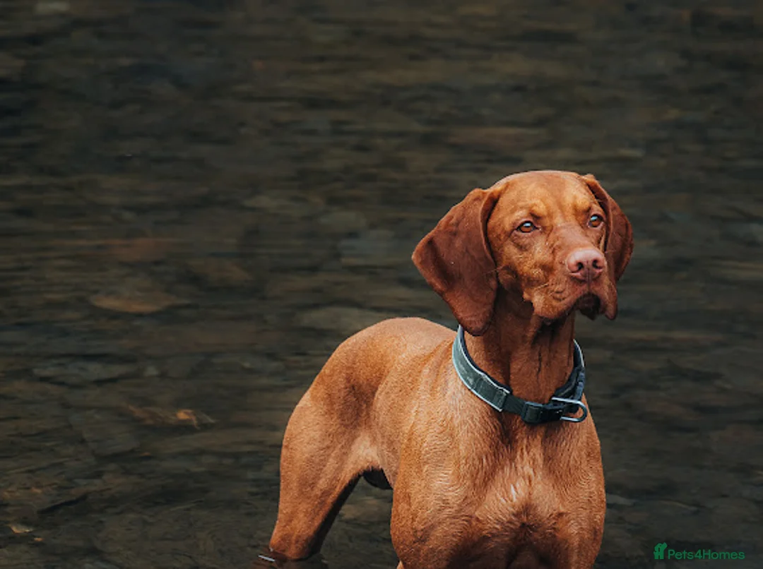 Hungarian Vizsla dogs for stud:   *Proven Stud* Son of Hungarian Grand Champion - Advert 3
