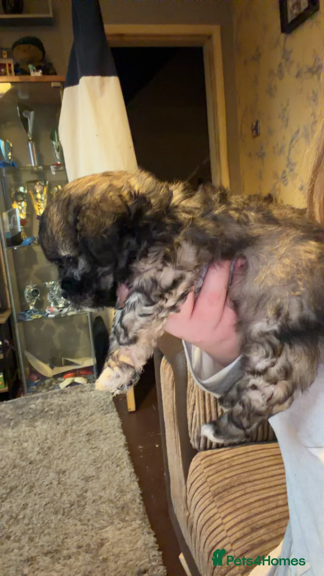 Mixed Breed dogs for sale: Chinese Crested X Shih Tzu - Advert 13