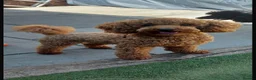 Cavapoo dogs for sale: 🐾 Outstanding deep red TOY F1 Cavapoos 🐾 in Southport - Advert 9