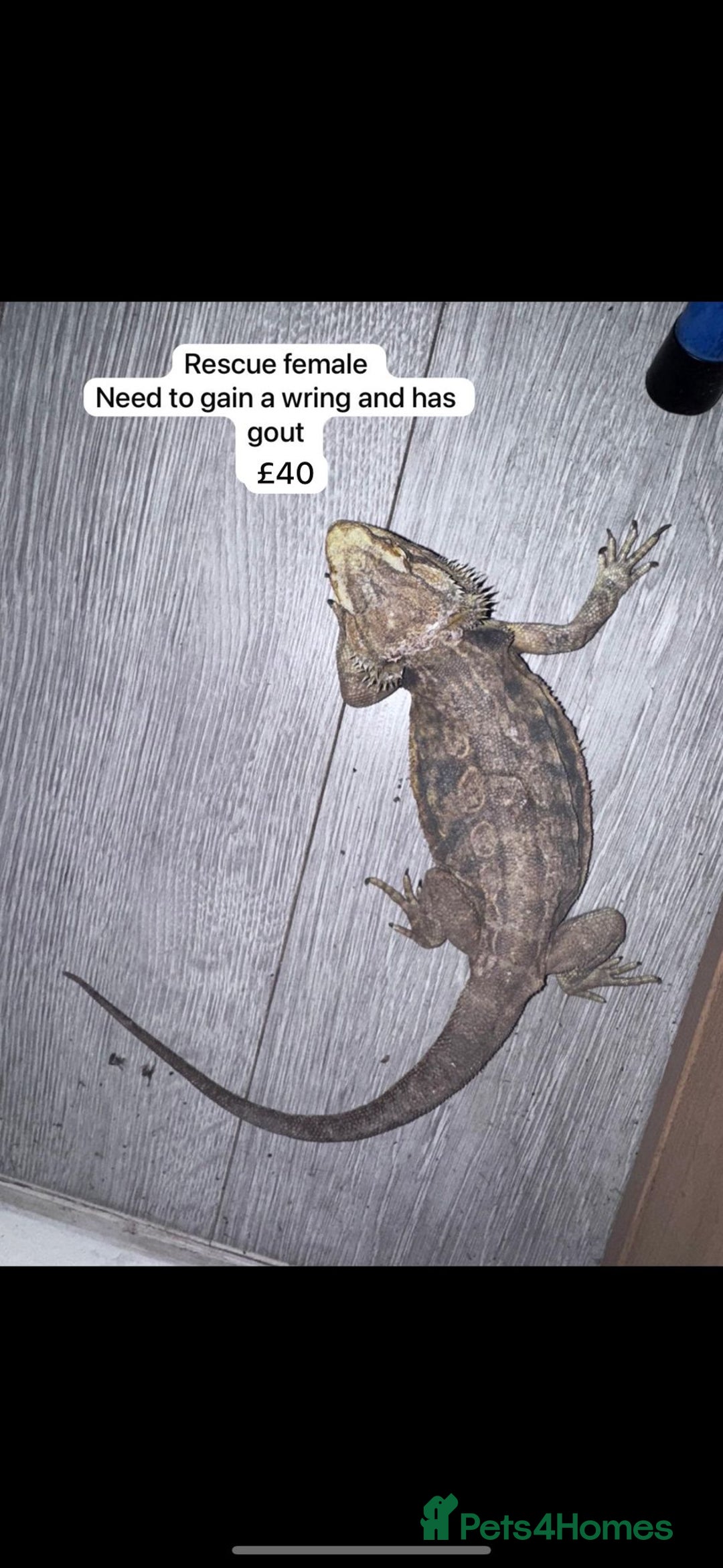 Gecko reptiles for sale: Lizards for sale - lots to choose from  in Nottingham - Image 11