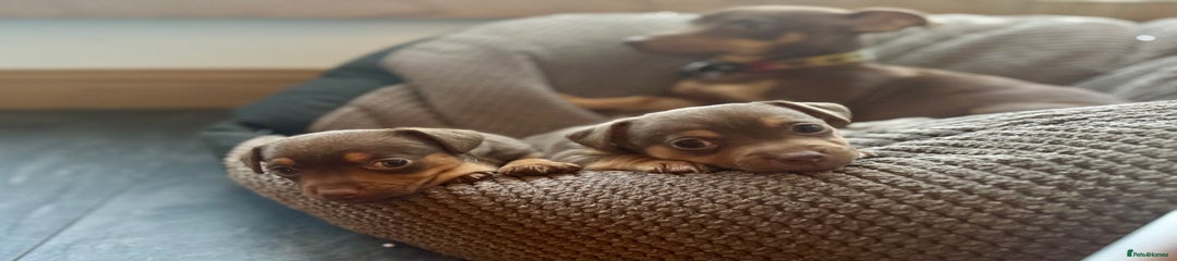 Jack Russell Puppy 2