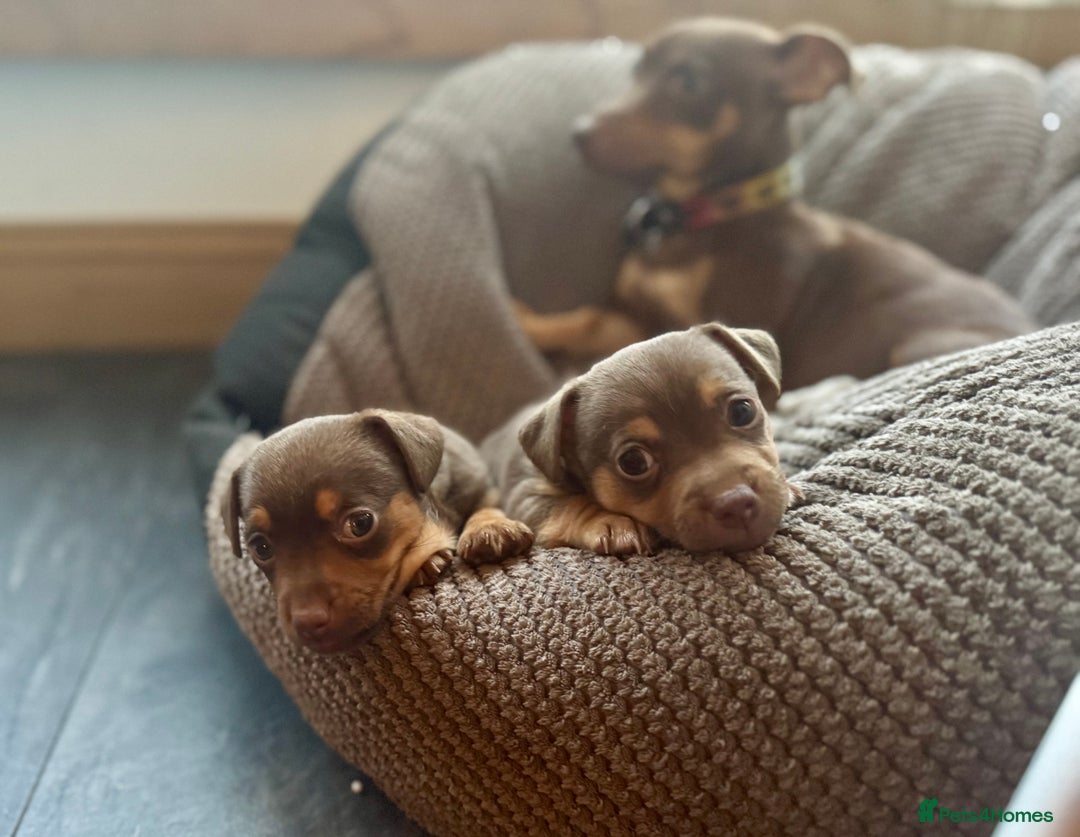 Jack Russell dogs for sale: Gorgeous miniature Jack Russell puppies  - Image 3