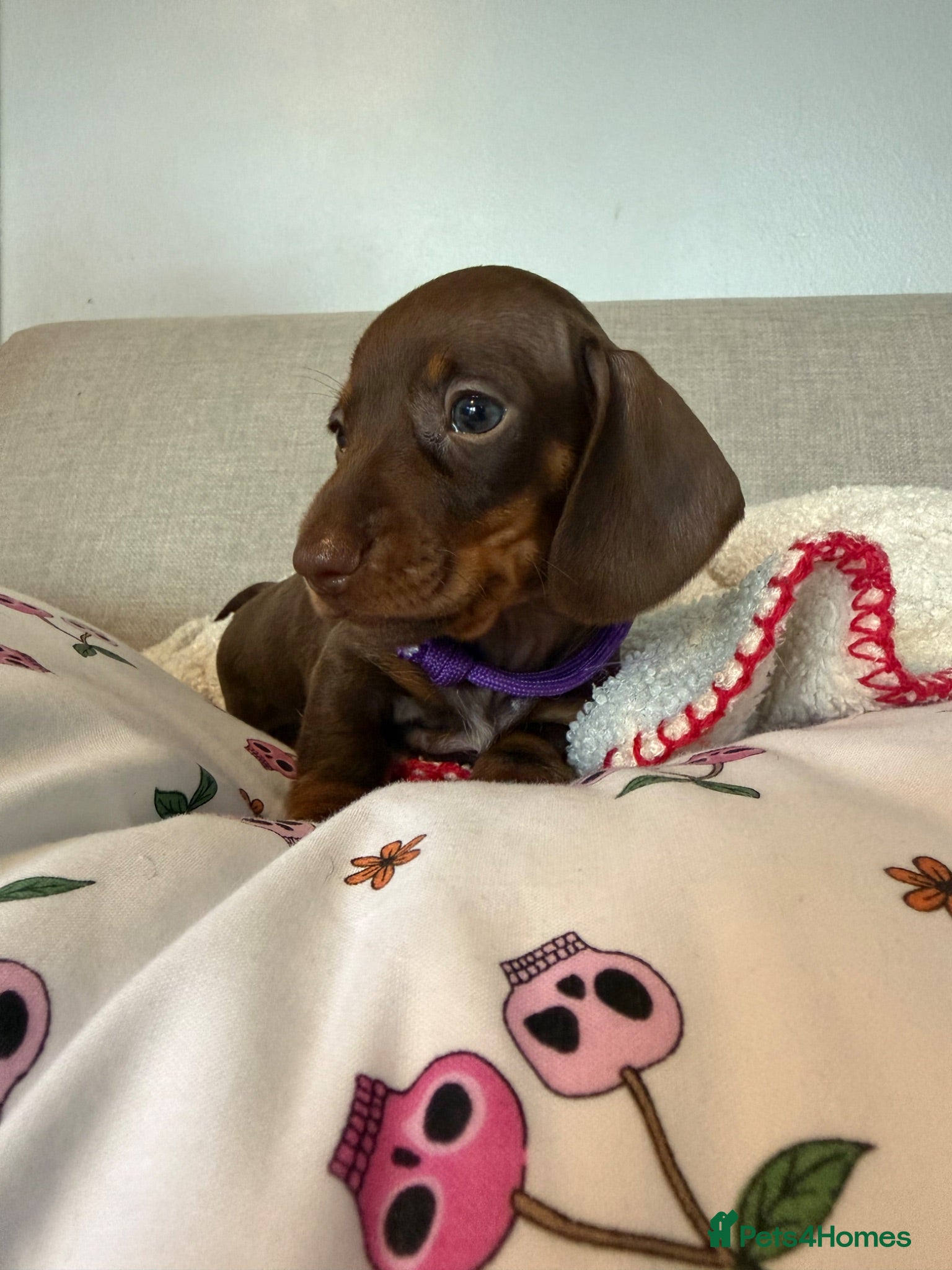 Miniature Dachshund dogs Beautiful kc registered miniature dachshund pups - Advert 11