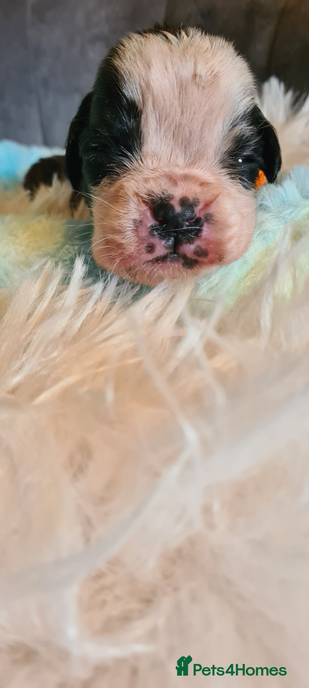 Boxer dogs for sale:  Puppies KC – Exceptional Champion Bloodlines 🐾 - Image 30