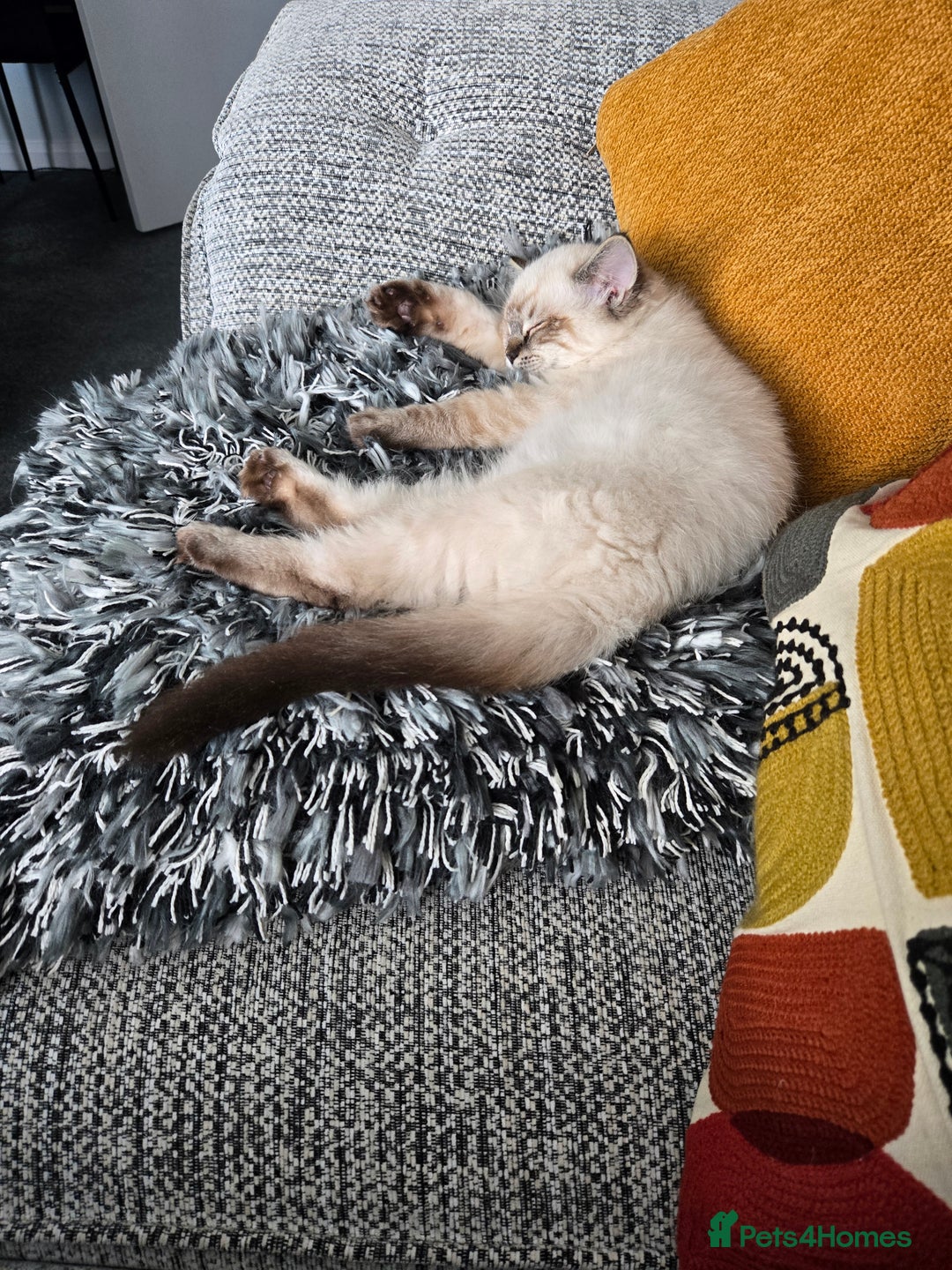 Ragdoll cats for sale: Ragdoll for sale called mocha - Advert 5