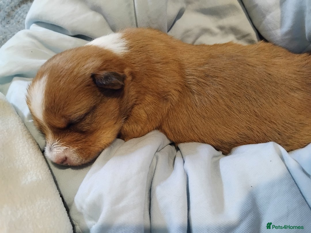 Mixed Breed dogs for sale: Beautiful YorkieRussell pups for sale! Small size  - Image 11