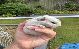 Guinea Pig rodents for sale: Guineapigs for sale  - Image 1