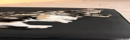 Mixed Breed cats for sale: Brother and sister kitten  in Chelmsford - Advert 6
