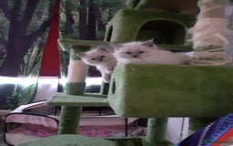 Ragdoll cats for sale: Original purebred Ragdoll kittens.Girl and boy. - Image 15