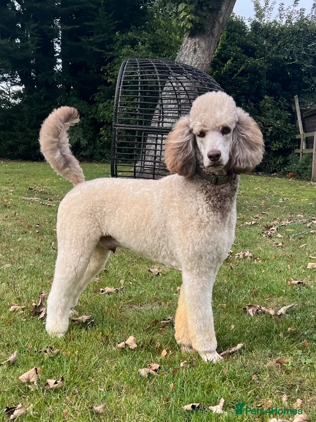 Bernedoodle dogs for sale: Female F1 Standard Bernedoodle puppy - Advert 10