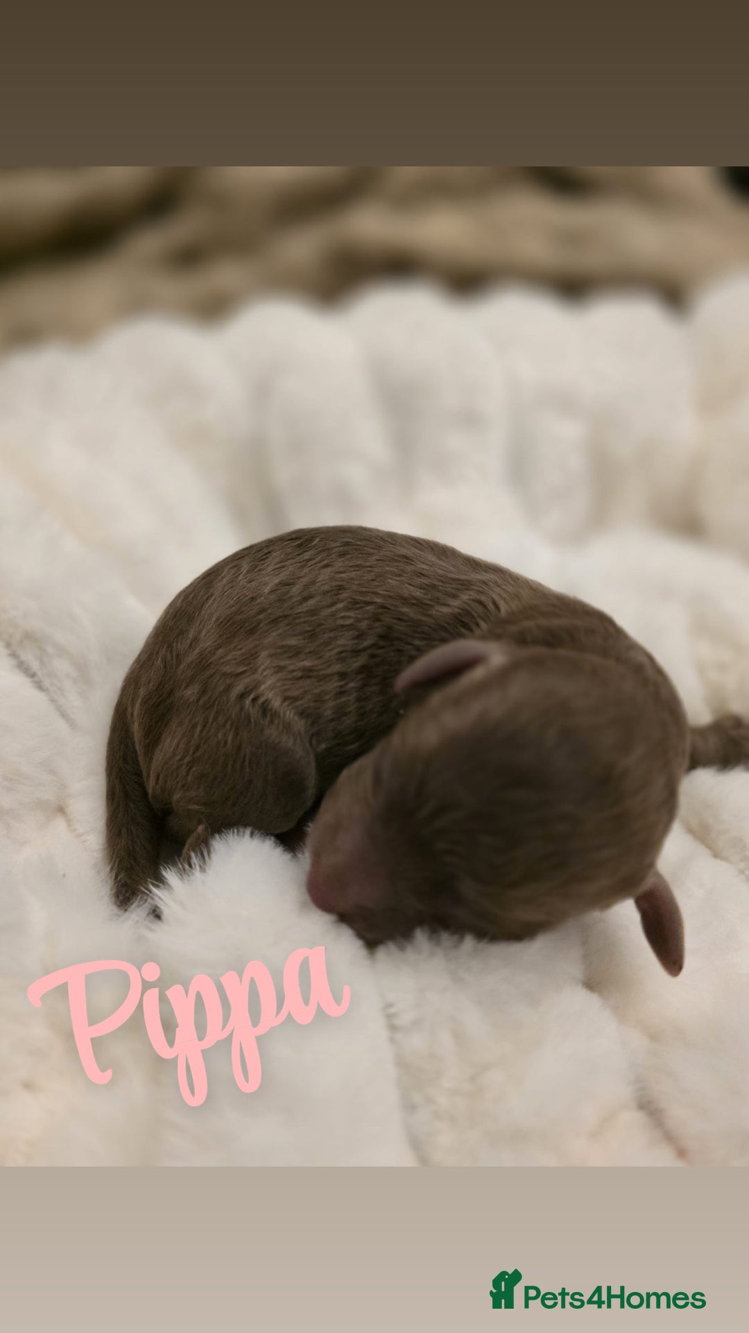 Cockapoo dogs for sale: 🤍 Beautiful F3 Multigen Cockapoo Puppies🤍 - Advert 6