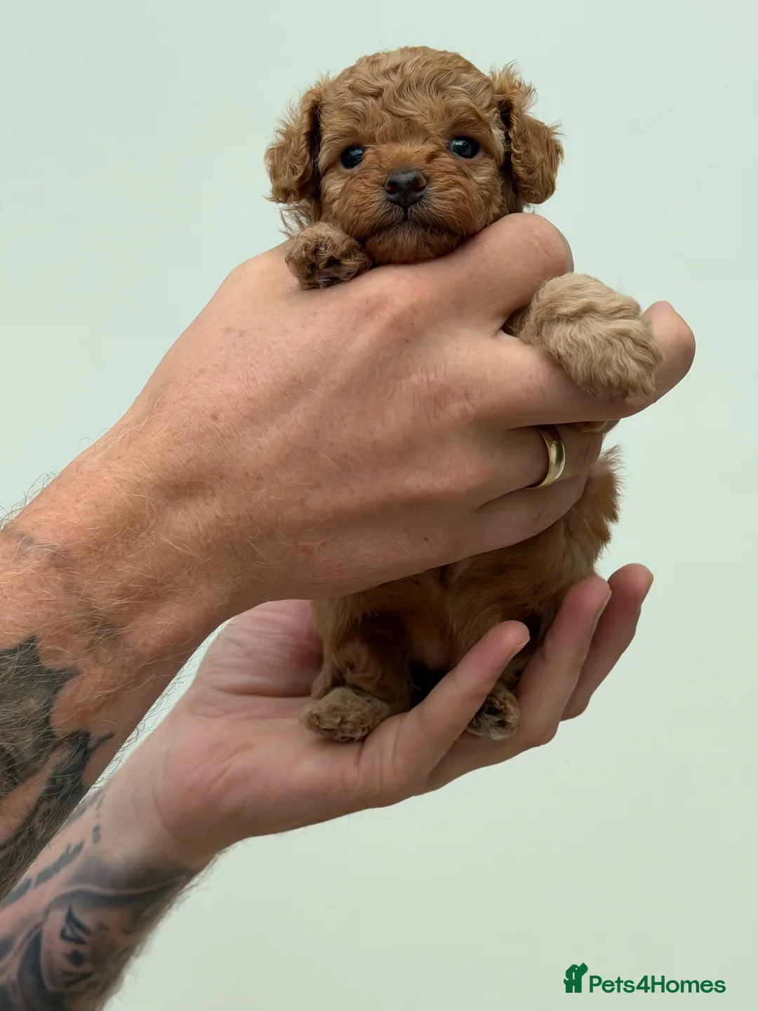 Cavapoo dogs for sale: Red Toy Cavapoo puppies  in Preston - Advert 6