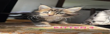 Maine Coon Kitten 3