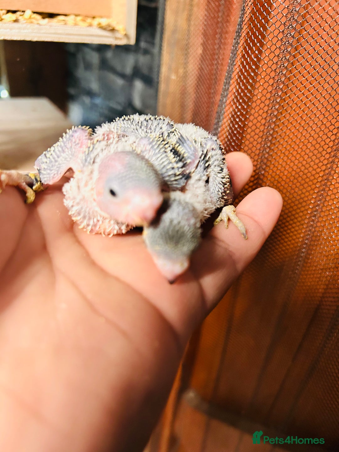 Budgerigars birds for sale: Adorable Handreared  baby budgies  - Advert 4