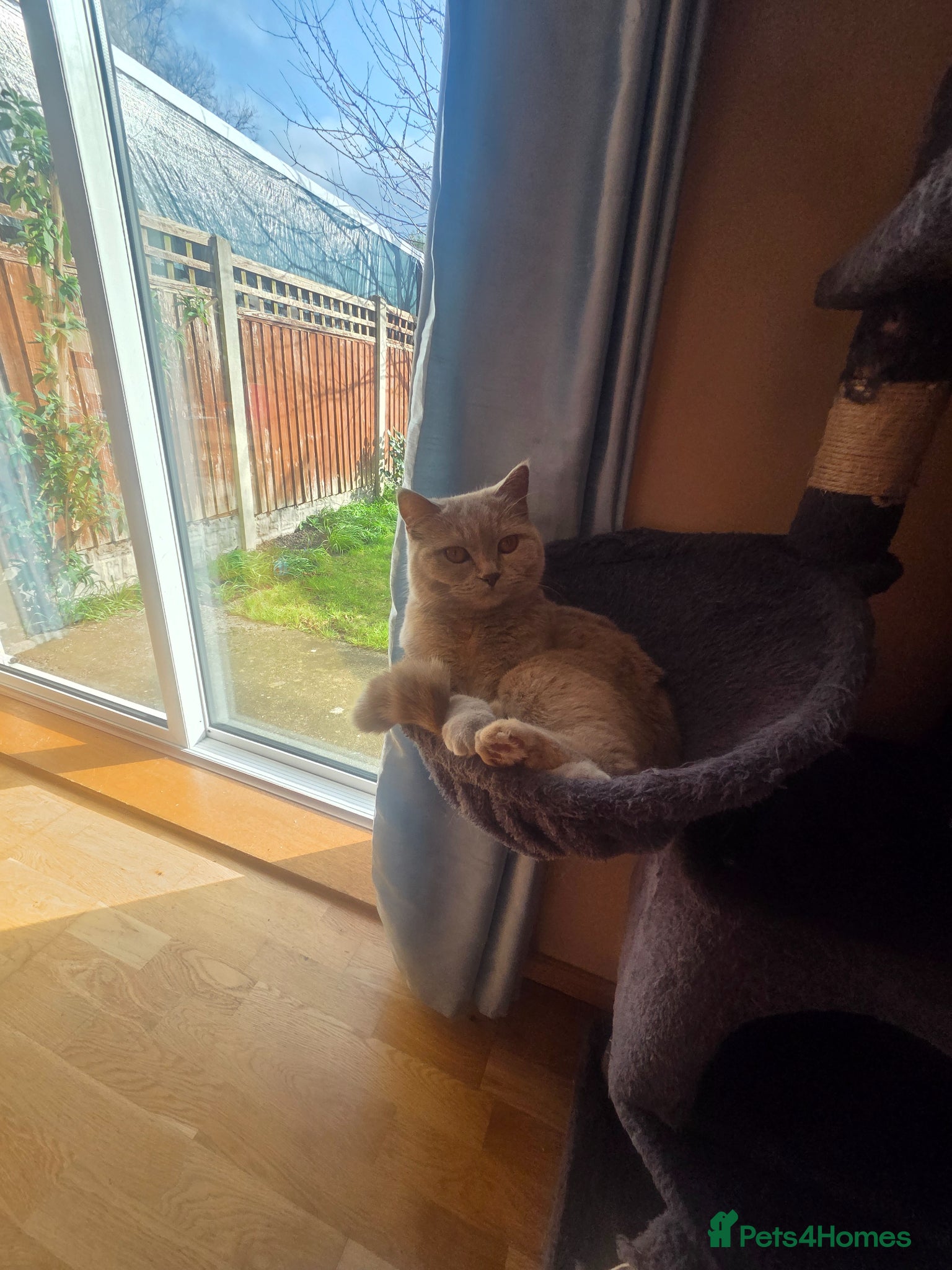 British Shorthair cats for sale: Kittens blue longhair boys and girl in Nottingham - Advert 5