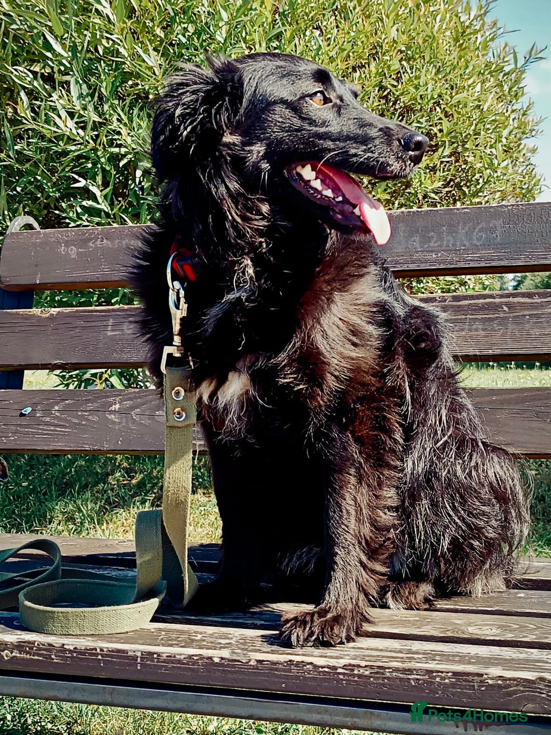 Border Collie dogs for adoption:  SOFIA – Female Border Collie - Advert 5