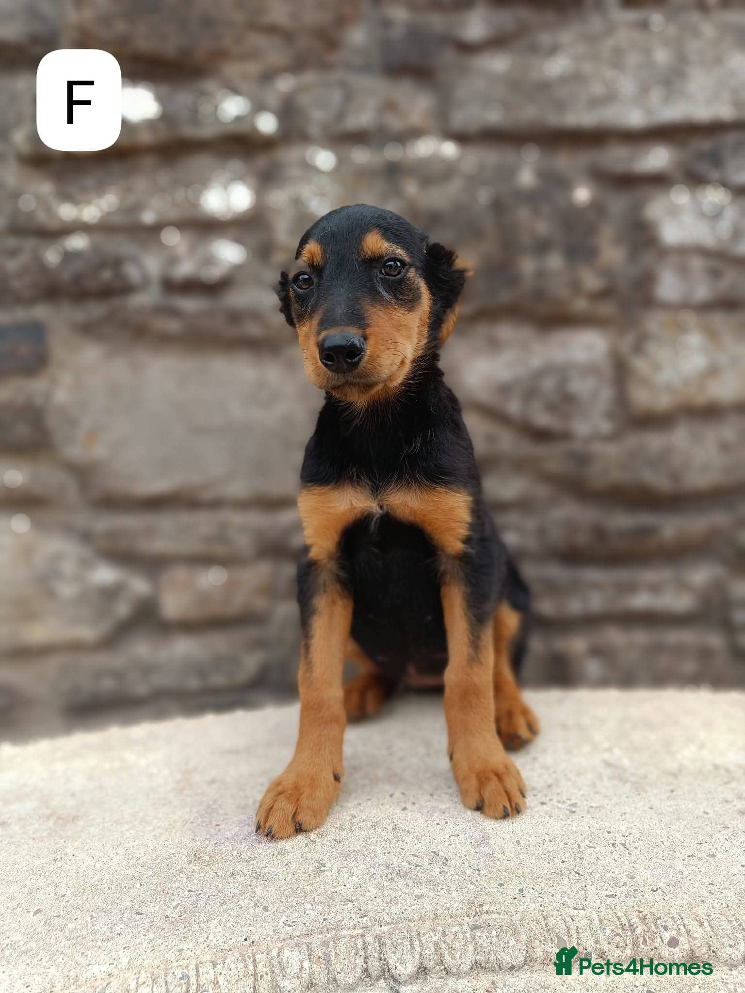 Mixed Breed dogs Huntaway X kelpie pups  - Advert 2
