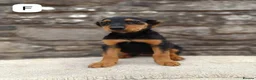 Mixed Breed dogs for sale: Huntaway X kelpie pups  - Advert 2