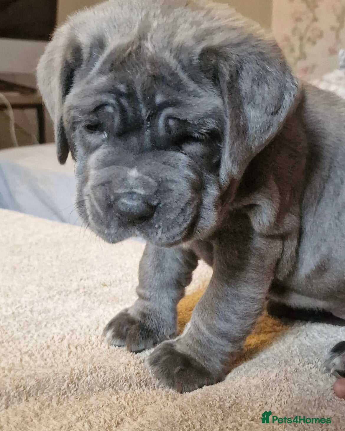 Neapolitan Mastiff dogs for stud: Neapolitan Mastiff Stud  - Advert 9