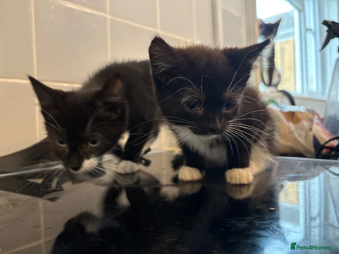 Mixed Breed cats for sale: Cute black and white female kittens for sale  - Advert 2