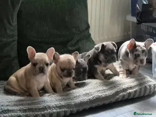French Bulldog dogs Recently Reduced - beautiful french bulldogs - Advert 7