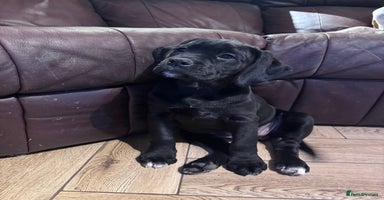 Mixed Breed dogs - Advert 3