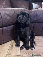 Mixed Breed dogs - Advert 8