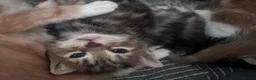 Mixed Breed cats for sale: Bengal cross kittens - Advert 10
