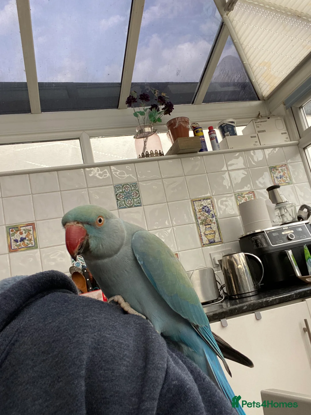 Ringnecks birds for sale: Blue Indian ring neck in Dagenham - Advert 3