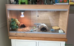 Tortoise reptiles for sale: Shelly The Tortoise  - Image 2