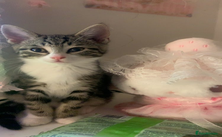American Shorthair cats - Advert 2