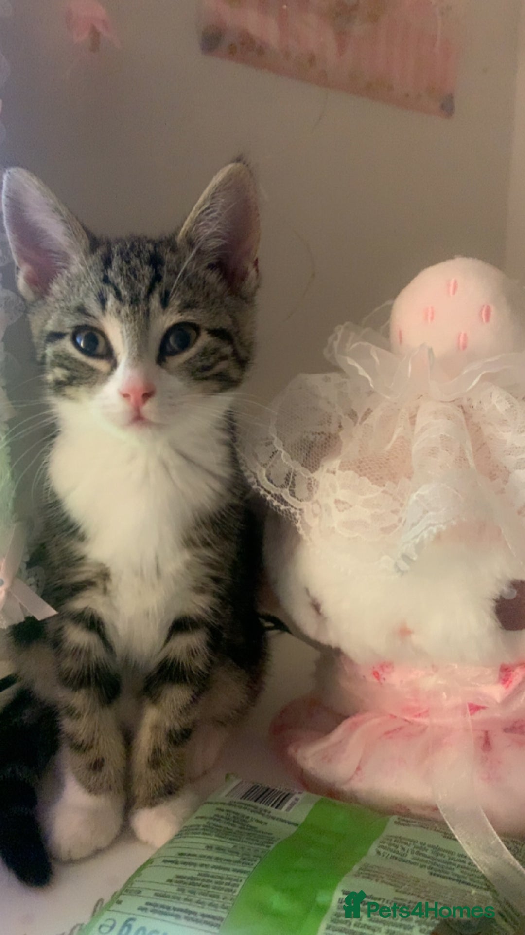 American Shorthair cats for sale: 4 months old grey and black cat  - Image 1