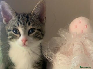 American Shorthair cats - Advert 36