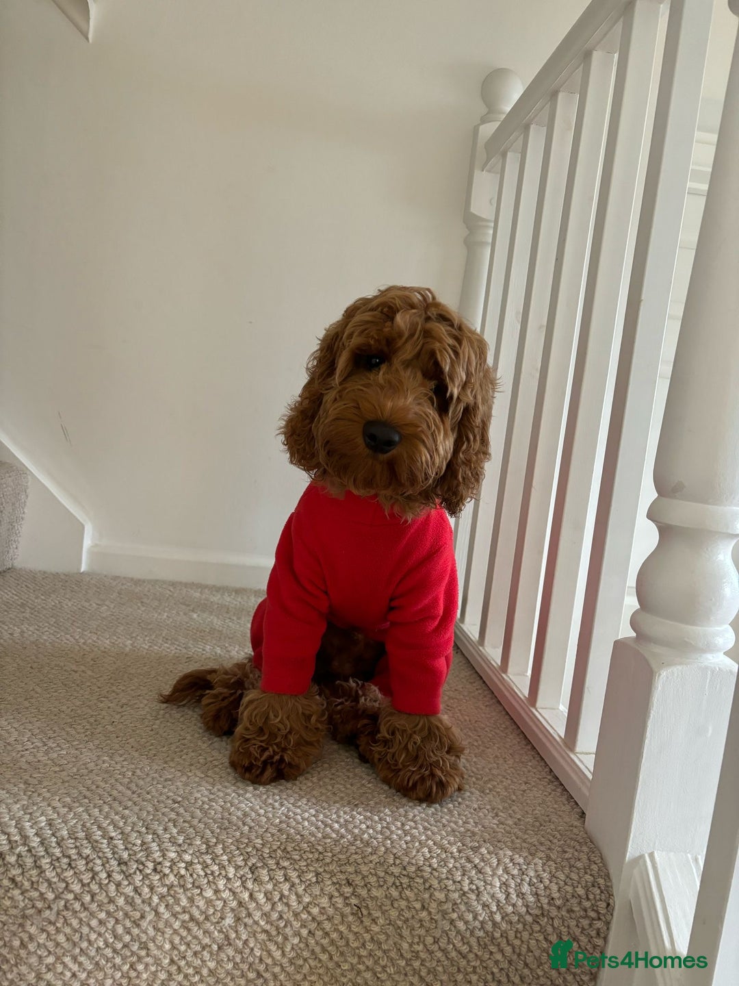 Cockapoo dogs for sale: FOX RED COCKAPOOS ⭐️⭐️ - Image 12